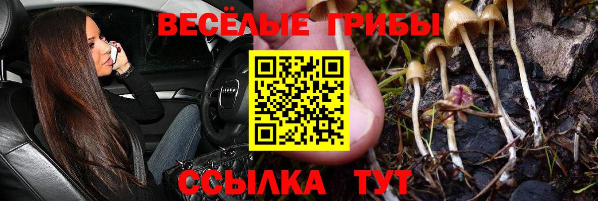 Псилоцибиновые грибы Psilocybe Рязань